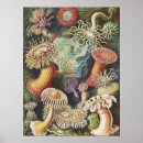 Recherche de biologiste posters Ernst haeckel
