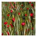 Recherche de pépites posters Rouge