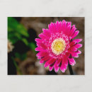 Recherche de marguerite rose de gerber invitations Fleur