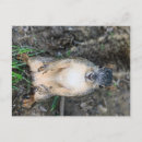 Recherche de écrou cartes postales Faune