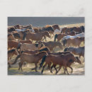 Recherche de troupeau de chevaux sauvages cartes postales Ferme