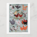 Recherche de poulet vintage cartes postales Animaux