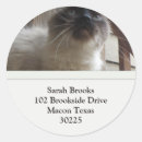 Recherche de minou autocollants Siamois
