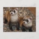 Recherche de le furet cartes postales Nature