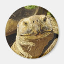 Recherche de coquille de tortue magnets Animal