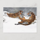 Recherche de tigre chinois cartes postales Tigres