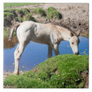 Recherche de poulain carreaux Cheval