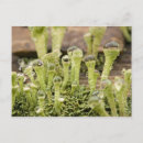 Recherche de gouttes de pluie cartes postales Nature
