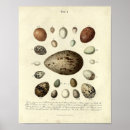 Recherche de bird egg posters Eggs