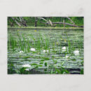 Recherche de mauvaises herbes cartes postales Blanc