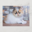 Recherche de race pure posters Chaton