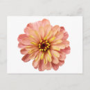 Recherche de zinnia cartes postales Fleurs