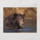 Recherche de steve cartes postales Parc national