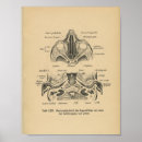 Recherche de yeux humains posters Anatomie