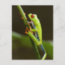 Recherche de grenouille costa rica cartes postales Faune