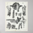 Recherche de fossile posters Avec