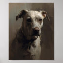 Recherche de pitbull américain posters Amstaff
