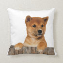 Recherche de shiba coussins Inu