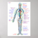 Recherche de artères posters Humain