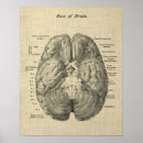 Recherche de cerveau art Anatomie du cerveau