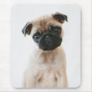 Recherche de carlin bébé tapis souris Chiot