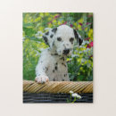 Recherche de dalmatien puzzles Chiot