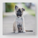 Recherche de shepherd horloges Animal