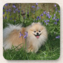 Recherche de spitz dessous de verres Regarder l'appareil photo