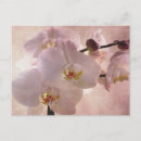 Recherche de fleur exotique cartes postales Rose