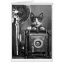 Recherche de minous photographie Chatons