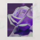 Recherche de rose pourpre cartes postales Invités
