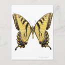 Recherche de papillon girly cartes postales Jolie