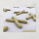 Recherche de chromosome cartes postales Microbiologie