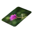 Recherche de violettes magnets Fleur
