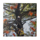 Recherche de aigle carreaux Arbre