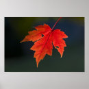 Recherche de érable rouge posters Couleur d'automne