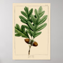 Recherche de chêne art Botanique