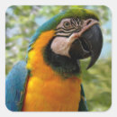 Recherche de parrot autocollants Tropical