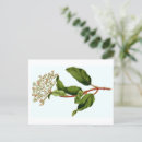 Recherche de botaniste cartes postales Fleur