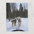Recherche de traineau cartes postales Traîneau à chiens
