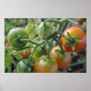Recherche de fruit de la vigne posters Tomates