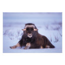 Recherche de muskox posters Boeufs musqués