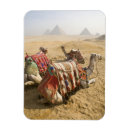 Recherche de chameau magnets Historique