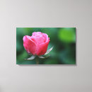 Recherche de toile rose de ros Rouge