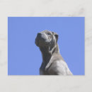 Recherche de chien chinois cartes postales Shar pei