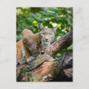 Recherche de animaux jungle cartes postales Chat sauvage