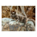 Recherche de de chat posters Extérieur