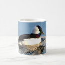 Recherche de bufflehead Oiseaux aquatiques