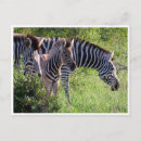 Recherche de zèbre bébé cartes postales Afrique