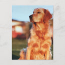 Recherche de portrait de chien cartes postales Dogs